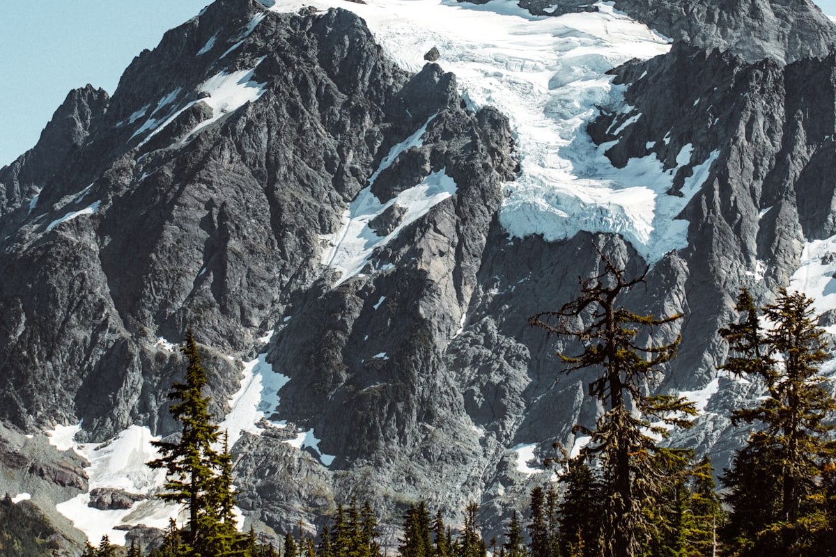 Starlink satellite dish installed on a tall pole mount rising above Alabama longleaf pine trees with a clear view of the sky